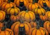 PUMPKIN PATCH Catnip Blanket PUMPKIN PATCH Catnip Blanket